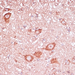 Invitrogen RPL32 Polyclonal Antibody 100 &mu;L; Unconjugated:Antibodies,