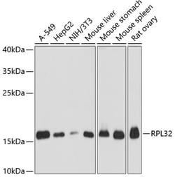 Invitrogen RPL32 Polyclonal Antibody 100 &mu;L; Unconjugated:Antibodies,