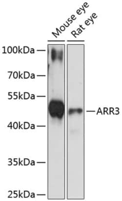 Invitrogen ARR3 Polyclonal Antibody 100 &mu;L; Unconjugated:Antibodies,