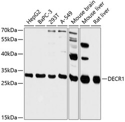 Invitrogen DECR1 Polyclonal Antibody 100 &mu;L; Unconjugated:Antibodies,