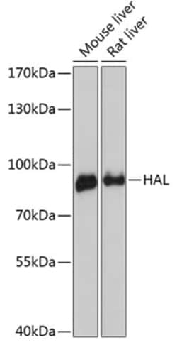 HAL Polyclonal Antibody:Antibodies, Polyclonal