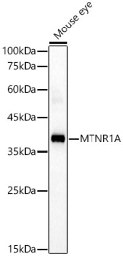 MTNR1A Polyclonal Antibody:Antibodies, Polyclonal