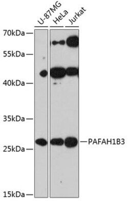 Invitrogen PAFAH1B3 Polyclonal Antibody 100 &mu;L; Unconjugated:Antibodies,