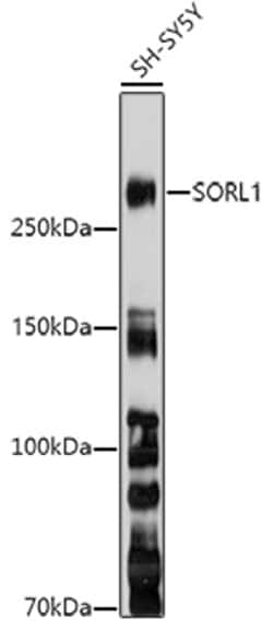 SORL1 Polyclonal Antibody:Antibodies, Polyclonal