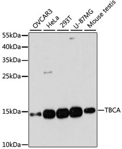 Invitrogen TBCA Polyclonal Antibody 100 &mu;L; Unconjugated:Antibodies,