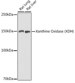 Invitrogen XDH Polyclonal Antibody 100 &mu;L; Unconjugated:Antibodies,