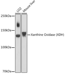 Invitrogen XDH Polyclonal Antibody 100 &mu;L; Unconjugated:Antibodies,