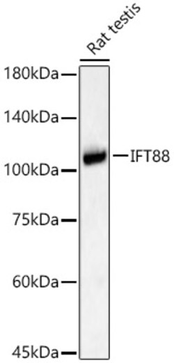 IFT88 Polyclonal Antibody:Antibodies, Polyclonal