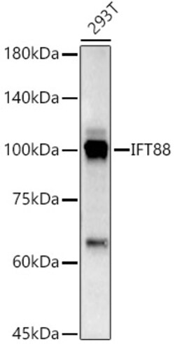 IFT88 Polyclonal Antibody:Antibodies, Polyclonal
