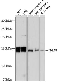 Invitrogen ITGA8 Polyclonal Antibody 100 &mu;L; Unconjugated:Antibodies,