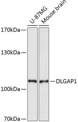 Invitrogen SAPAP1 Polyclonal Antibody 100 &mu;L; Unconjugated:Antibodies,