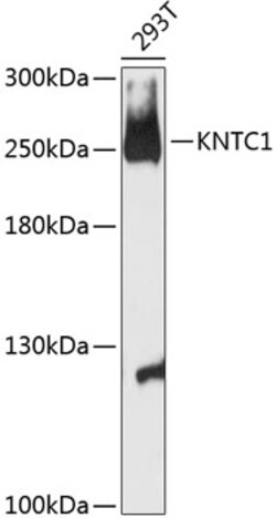 Invitrogen KNTC1 Polyclonal Antibody 100 &mu;L; Unconjugated:Antibodies,