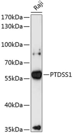 Invitrogen PTDSS1 Polyclonal Antibody 100 &mu;L; Unconjugated:Antibodies,