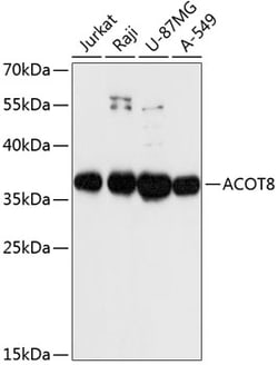 Invitrogen ACOT8 Polyclonal Antibody 100 &mu;L; Unconjugated:Antibodies,