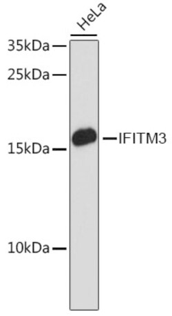 Invitrogen IFITM3 Polyclonal Antibody 100 &mu;L | Buy Online | Invitrogen&trade; | Fisher Scientific