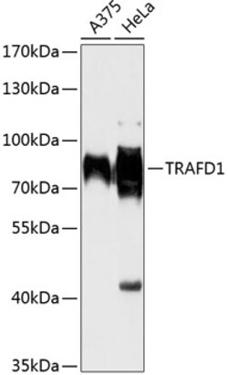 Invitrogen TRAFD1 Polyclonal Antibody 100 &mu;L; Unconjugated:Antibodies,
