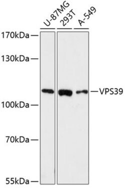 VPS39 Polyclonal Antibody, Invitrogen 100 &mu;L; Unconjugated:Antibodies