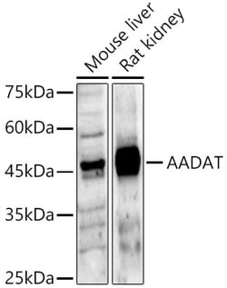 Invitrogen AADAT Polyclonal Antibody 100 &mu;L; Unconjugated:Antibodies,