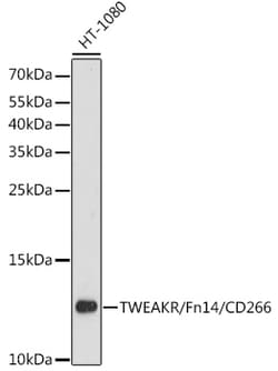 Invitrogen CD266 Polyclonal Antibody 100 &mu;L | Buy Online | Invitrogen&trade; | Fisher Scientific