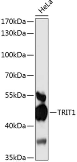 Invitrogen TRIT1 Polyclonal Antibody 100 &mu;L; Unconjugated:Antibodies,