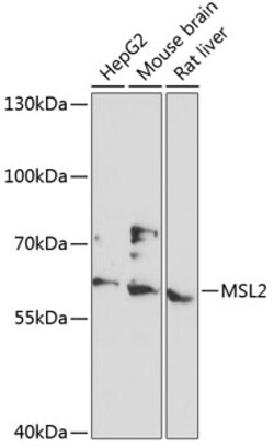 MSL2 Polyclonal Antibody:Antibodies, Polyclonal