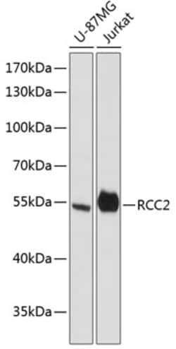 Invitrogen RCC2 Polyclonal Antibody 100 &mu;L; Unconjugated:Antibodies,