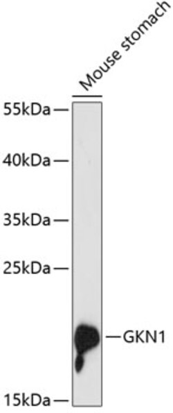 Invitrogen GKN1 Polyclonal Antibody 100 &mu;L | Buy Online | Invitrogen&trade; | Fisher Scientific