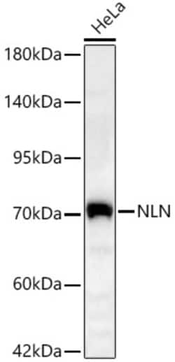 Invitrogen™ NLN Polyclonal Antibody
