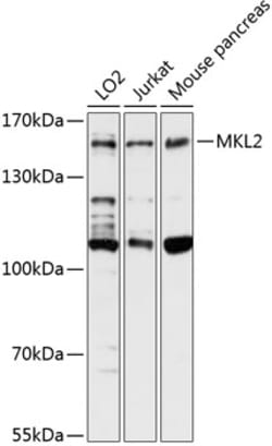 Invitrogen MKL2 Polyclonal Antibody 100 &mu;L; Unconjugated:Antibodies,