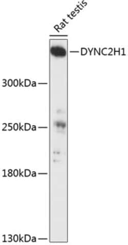 DYNC2H1 Polyclonal Antibody:Antibodies, Polyclonal