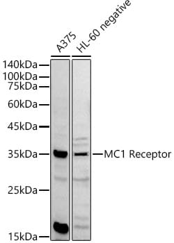 Invitrogen MC1R Polyclonal Antibody 100 &mu;L; Unconjugated:Antibodies,