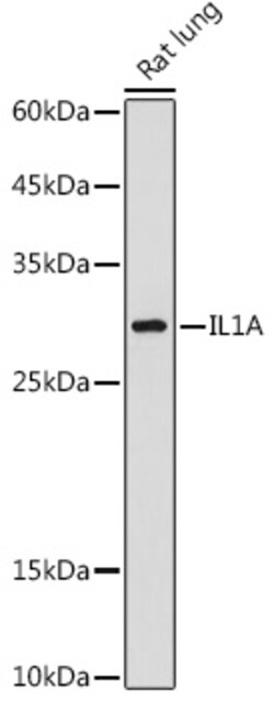 Invitrogen IL-1 alpha Polyclonal Antibody 100 &mu;L; Unconjugated:Antibodies,