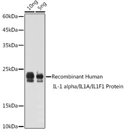 Invitrogen IL-1 alpha Polyclonal Antibody 100 &mu;L; Unconjugated:Antibodies,