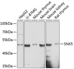 Invitrogen SNX5 Polyclonal Antibody 100 &mu;L; Unconjugated:Antibodies,