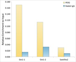 Invitrogen PER2 Polyclonal Antibody 100 &mu;L | Buy Online | Invitrogen&trade; | Fisher Scientific