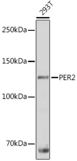 Invitrogen PER2 Polyclonal Antibody 100 &mu;L | Buy Online | Invitrogen&trade; | Fisher Scientific