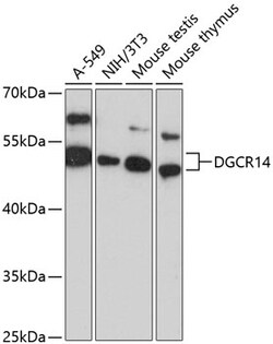 Invitrogen DGCR14 Polyclonal Antibody 100 &mu;L; Unconjugated:Antibodies,