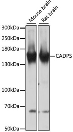 Invitrogen CAPS1 Polyclonal Antibody 100 &mu;L; Unconjugated:Antibodies,