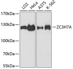 Invitrogen ZC3H7A Polyclonal Antibody 100 &mu;L; Unconjugated:Antibodies,