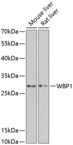 WBP1 Polyclonal Antibody:Antibodies, Polyclonal