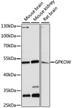 Invitrogen GPKOW Polyclonal Antibody 100 &mu;L; Unconjugated:Antibodies,