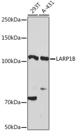 Invitrogen LARP2 Polyclonal Antibody 100 &mu;L; Unconjugated:Antibodies,