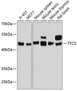 Invitrogen TTC5 Polyclonal Antibody 100 &mu;L; Unconjugated:Antibodies,