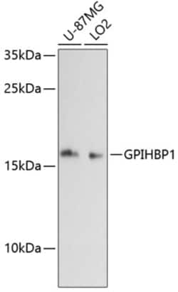 Invitrogen GPIHBP1 Polyclonal Antibody 100 &mu;L; Unconjugated:Antibodies,