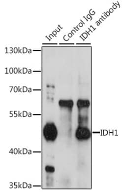 Invitrogen IDH1 Polyclonal Antibody 100 &mu;L; Unconjugated:Antibodies,