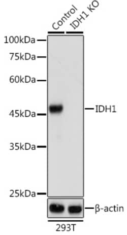 Invitrogen IDH1 Polyclonal Antibody 100 &mu;L; Unconjugated:Antibodies,