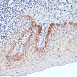 Invitrogen CXCL12 Polyclonal Antibody 100 &mu;L; Unconjugated:Antibodies,