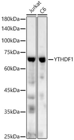 Invitrogen YTHDF1 Polyclonal Antibody 100 &mu;L; Unconjugated:Antibodies,