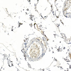 Invitrogen Podoplanin Polyclonal Antibody 100 &mu;L; Unconjugated:Antibodies,