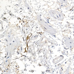 Invitrogen Podoplanin Polyclonal Antibody 100 &mu;L; Unconjugated:Antibodies,